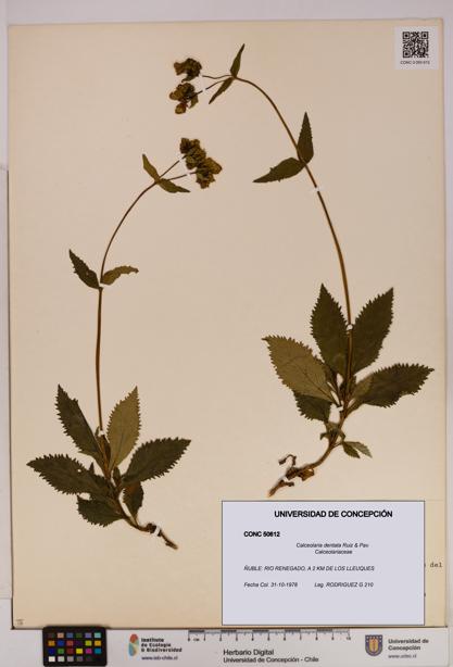 Calceolaria dentata [Espécimen: UDEC:CONC:0050612]