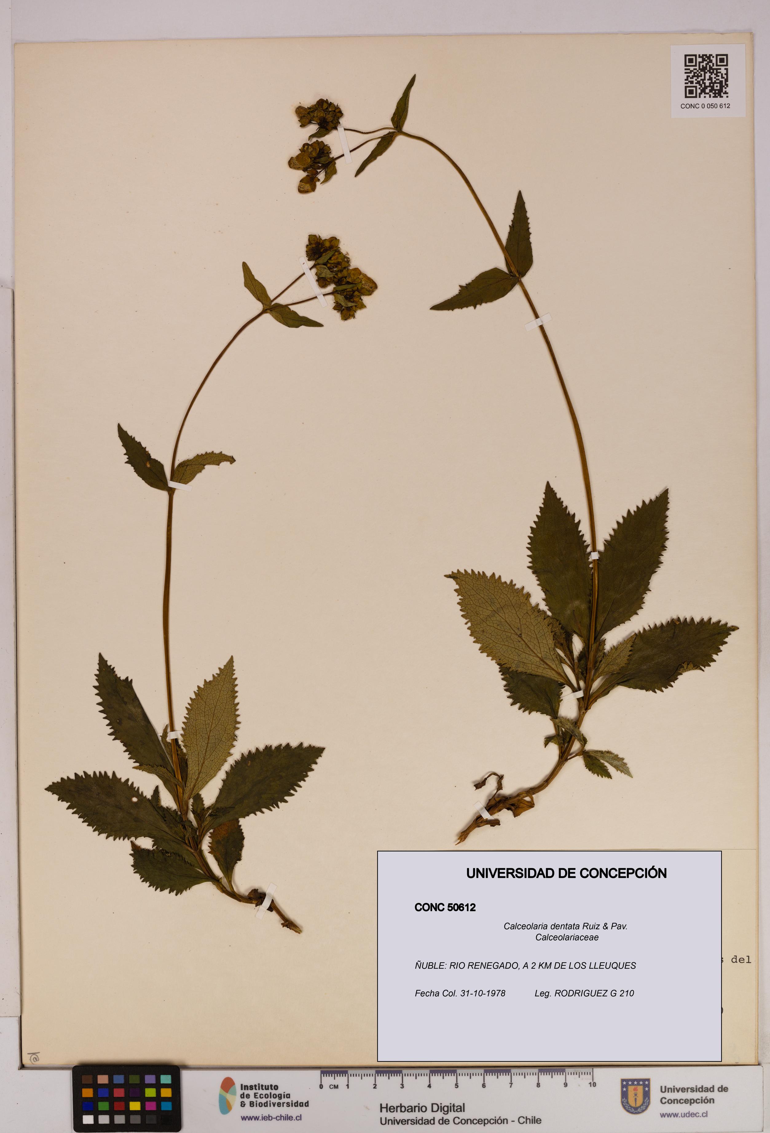 Calceolaria dentata [Espécimen: UDEC:CONC:0050612]