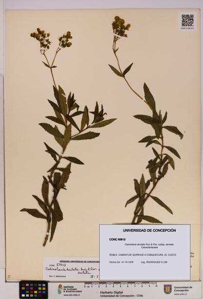 Calceolaria dentata subsp. dentata [Espécimen: UDEC:CONC:0050613]
