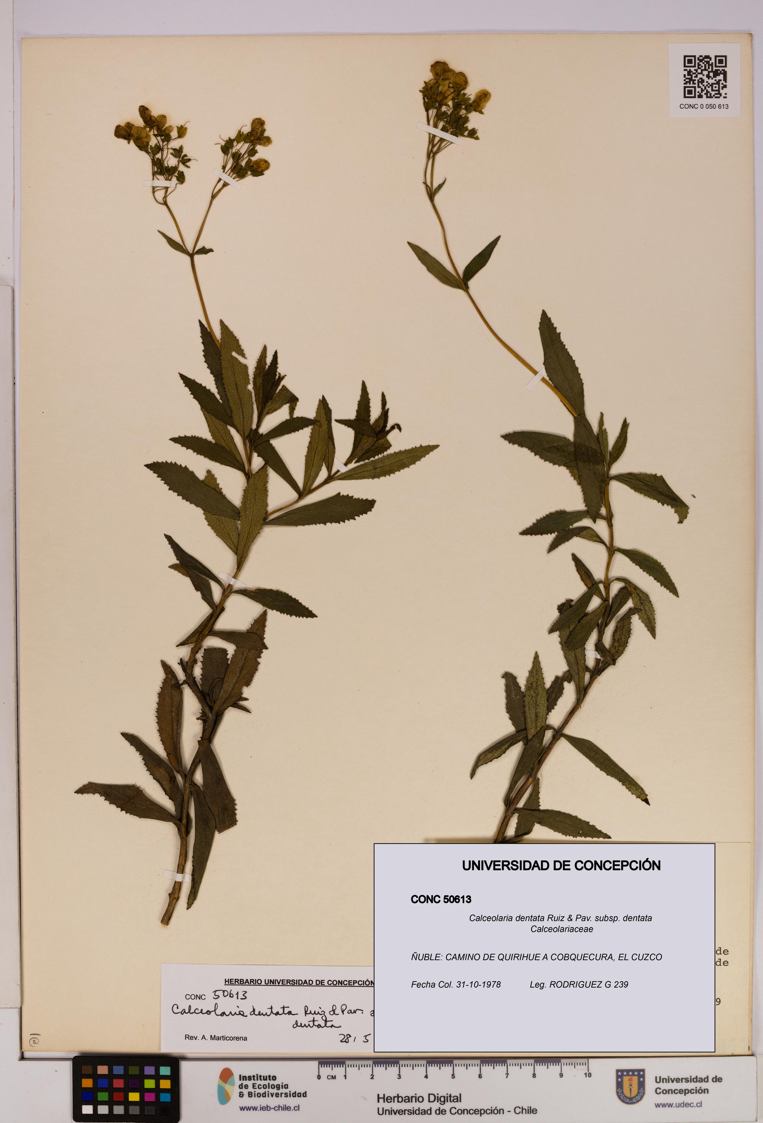 Calceolaria dentata subsp. dentata [Espécimen: UDEC:CONC:0050613]