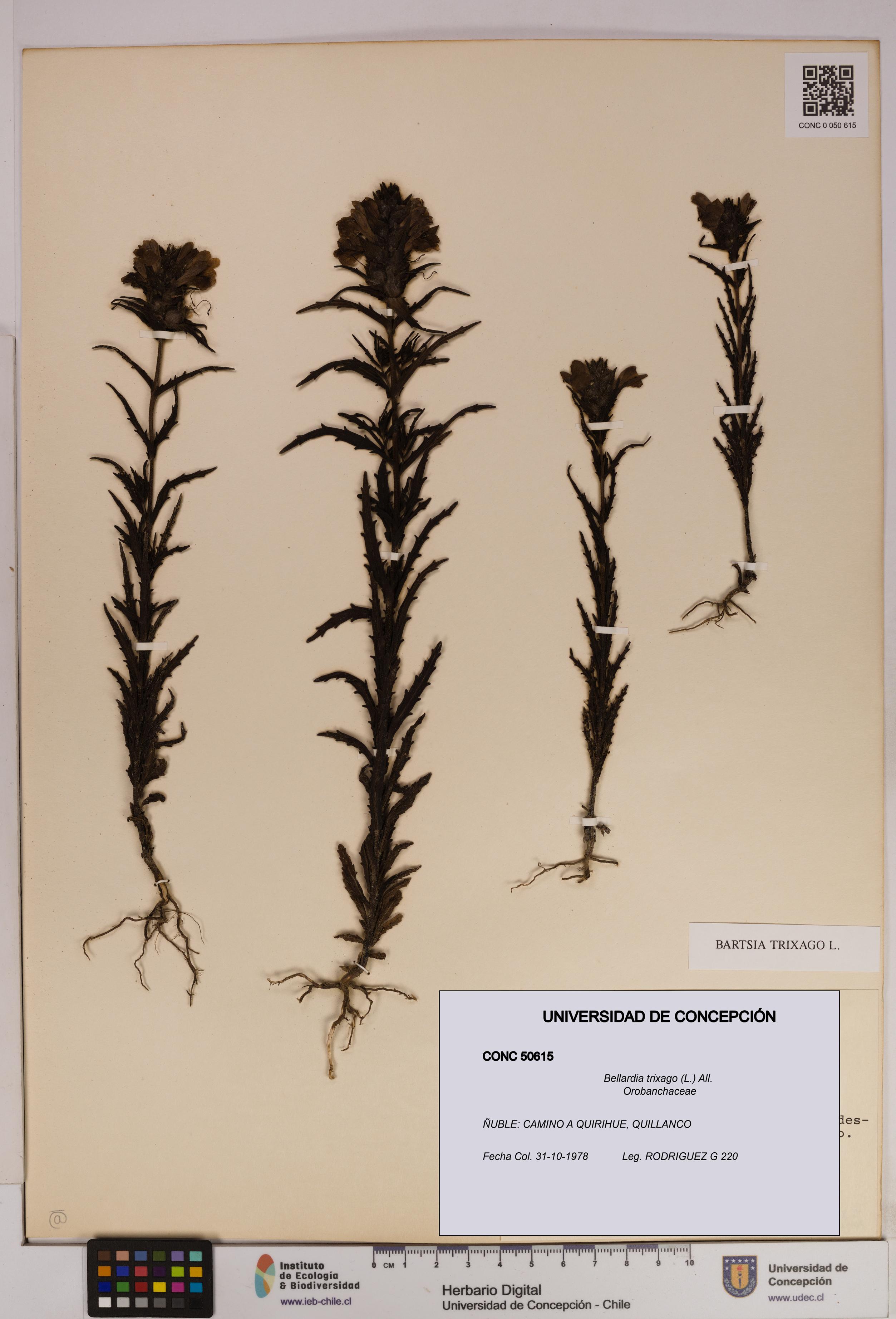 Bellardia trixago [Espécimen: UDEC:CONC:0050615]