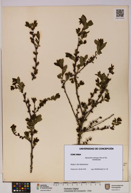 Myoschilos oblongus [Espécimen: UDEC:CONC:0050624]