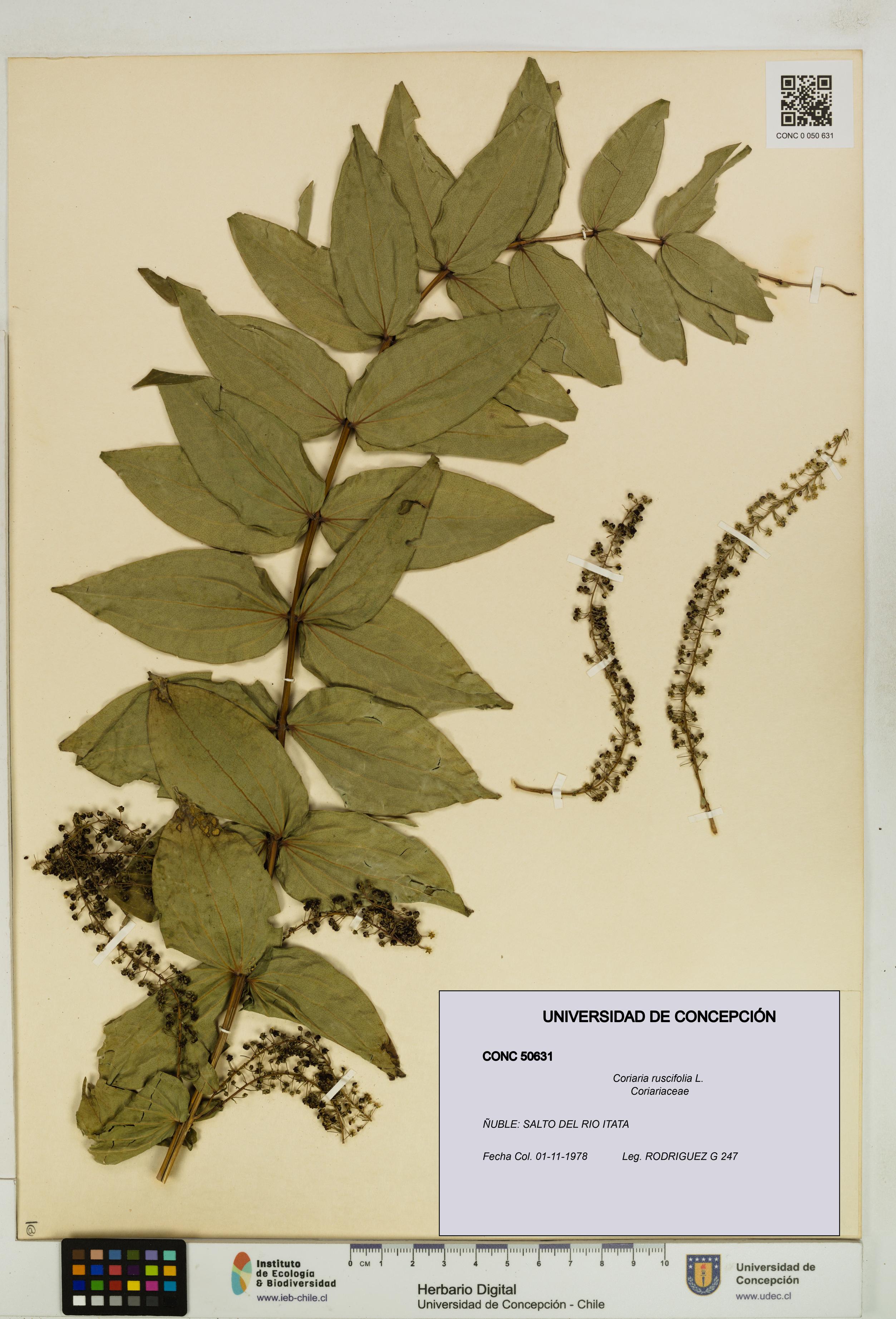 Coriaria ruscifolia [Espécimen: ]
