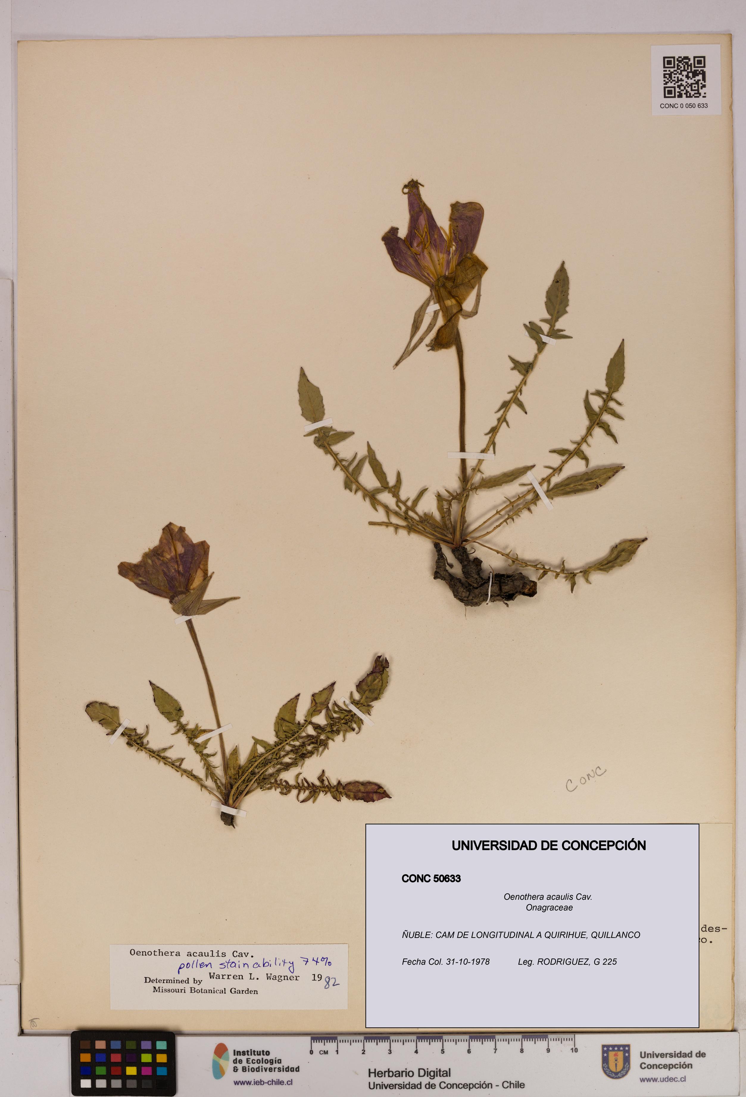 Oenothera acaulis [Espécimen: UDEC:CONC:0050633]