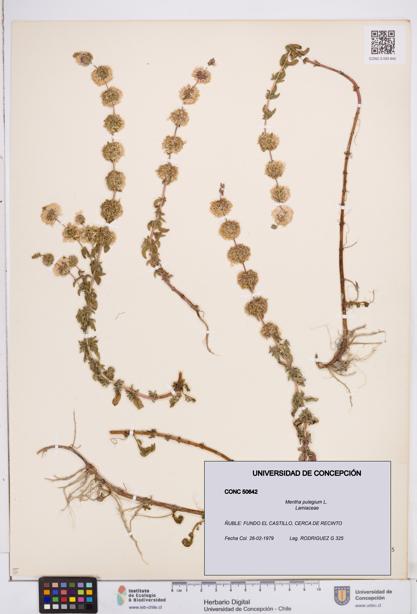 Mentha pulegium [Espécimen: ]