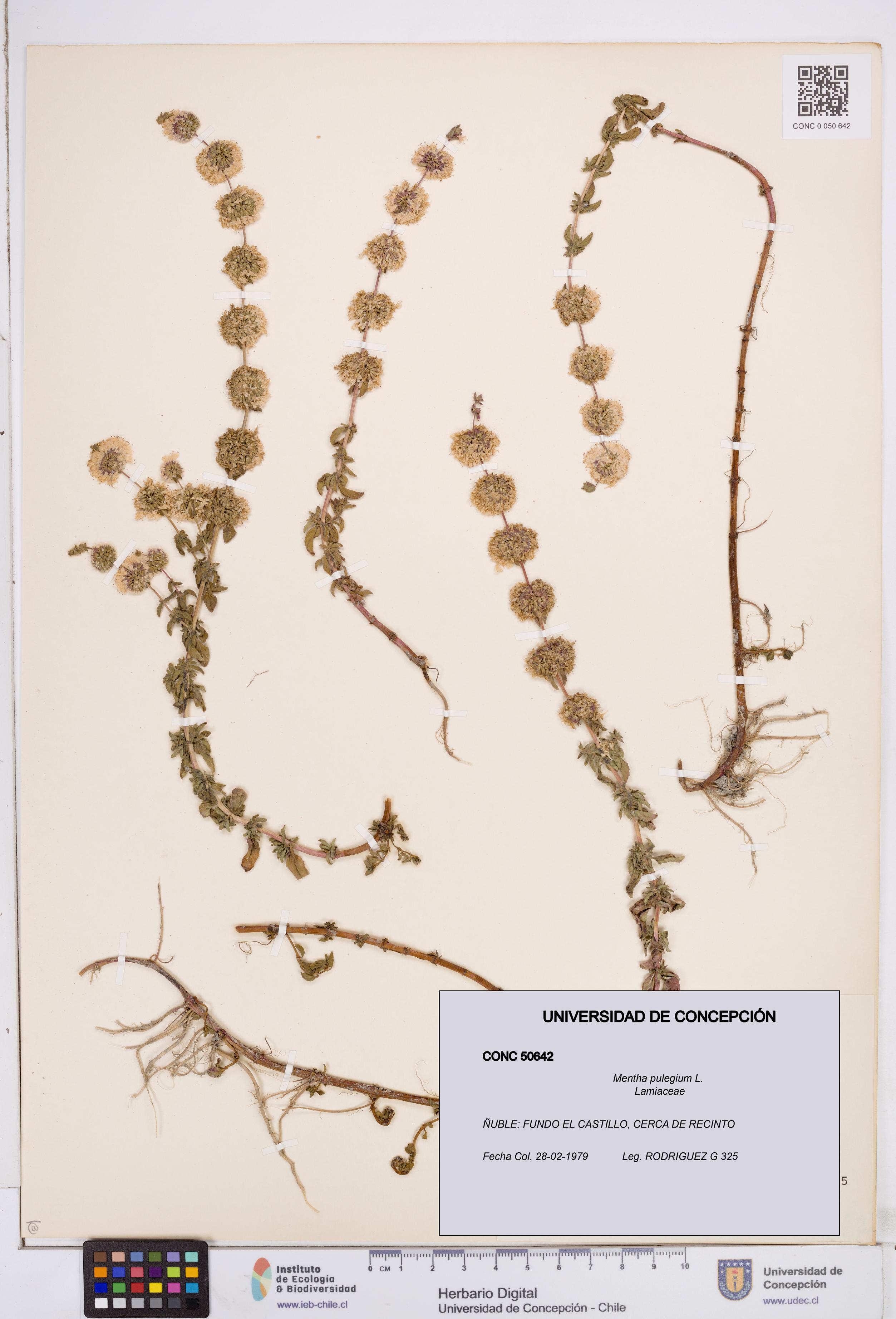 Mentha pulegium [Espécimen: ]