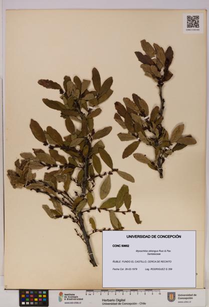 Myoschilos oblongus [Espécimen: UDEC:CONC:0050652]