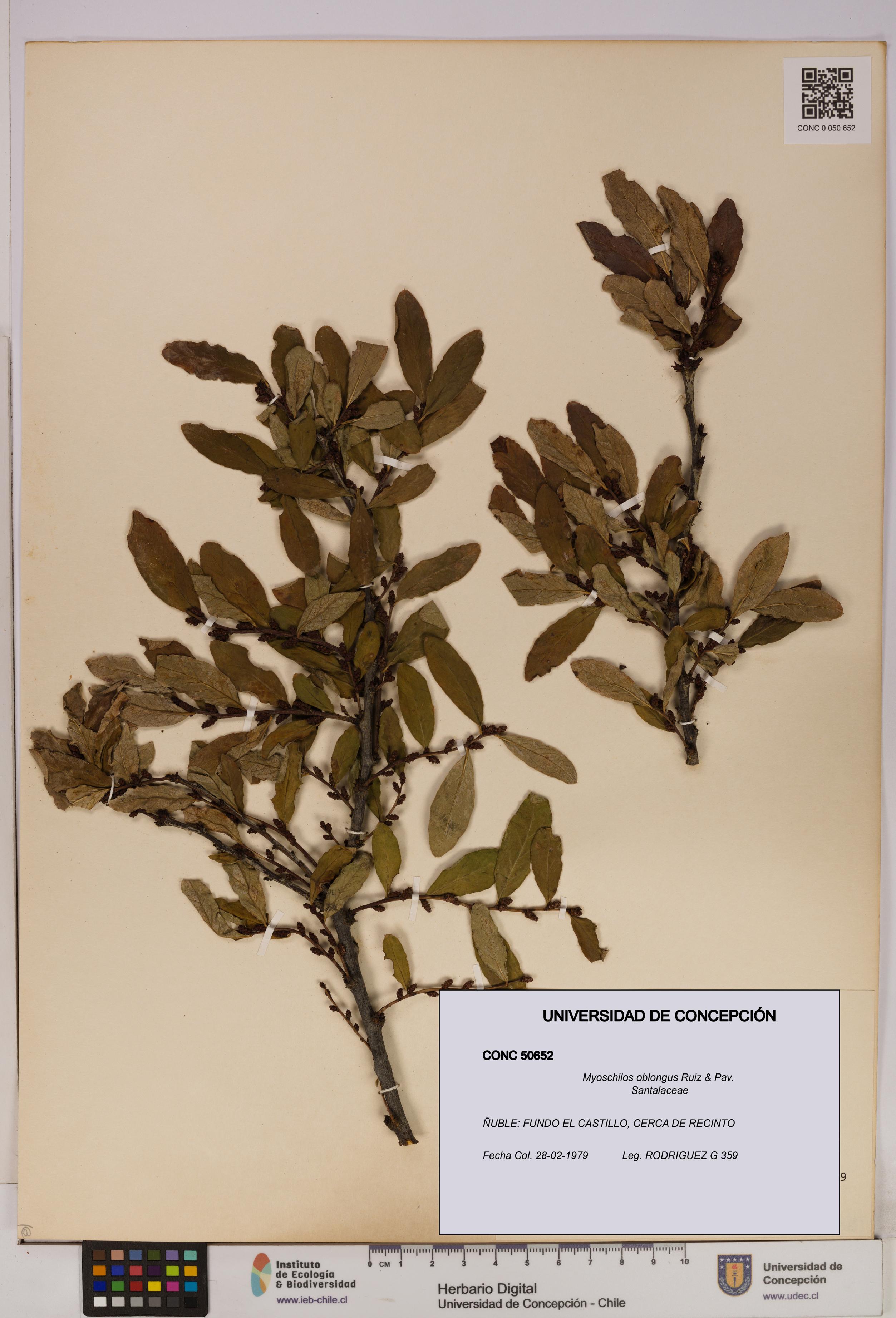 Myoschilos oblongus [Espécimen: UDEC:CONC:0050652]