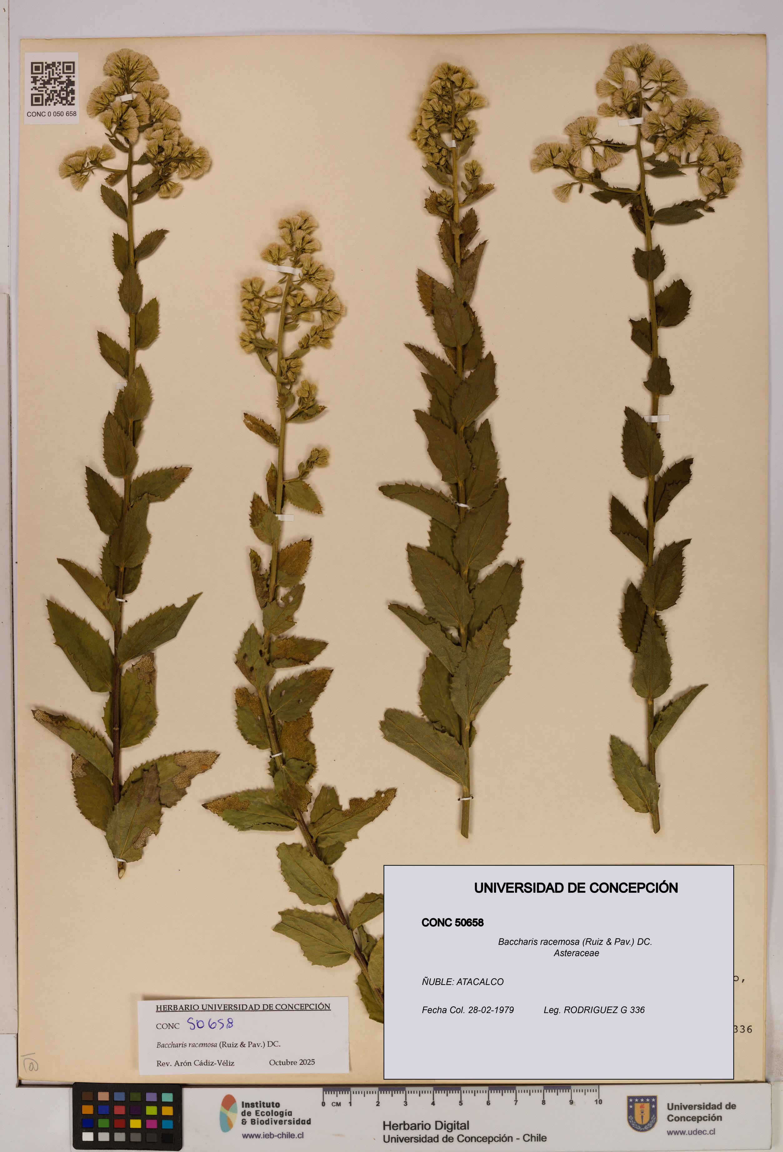 Baccharis racemosa [Espécimen: UDEC:CONC:0050658]