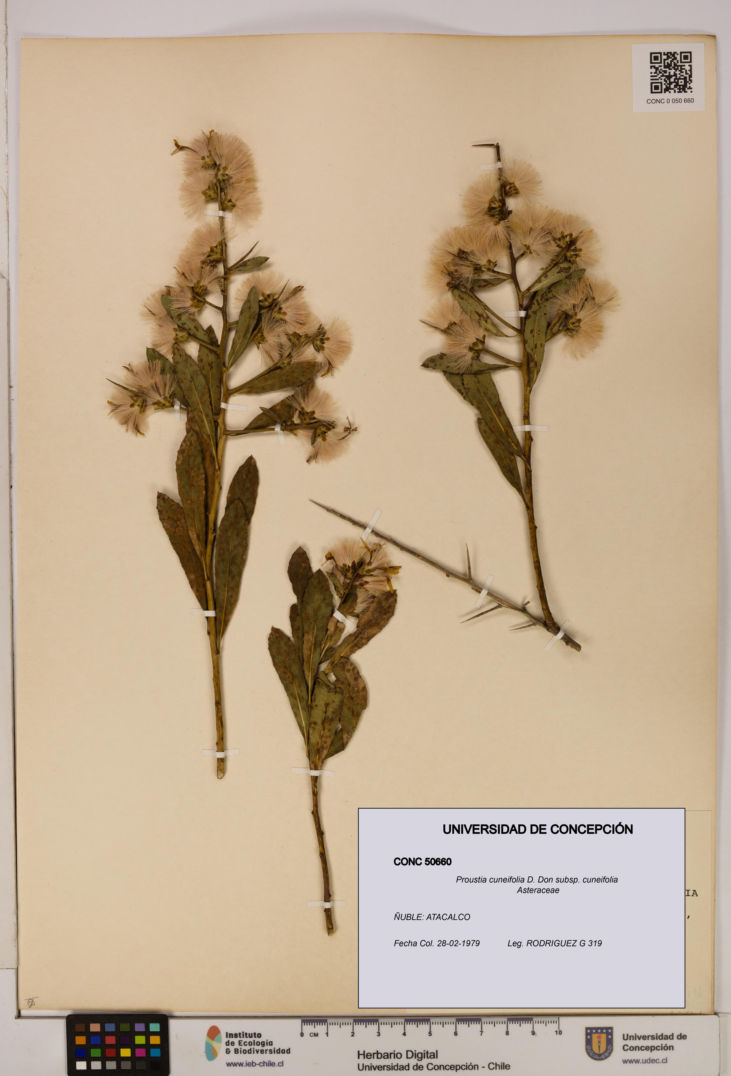Proustia cuneifolia subsp. cuneifolia [Espécimen: UDEC:CONC:0050660]