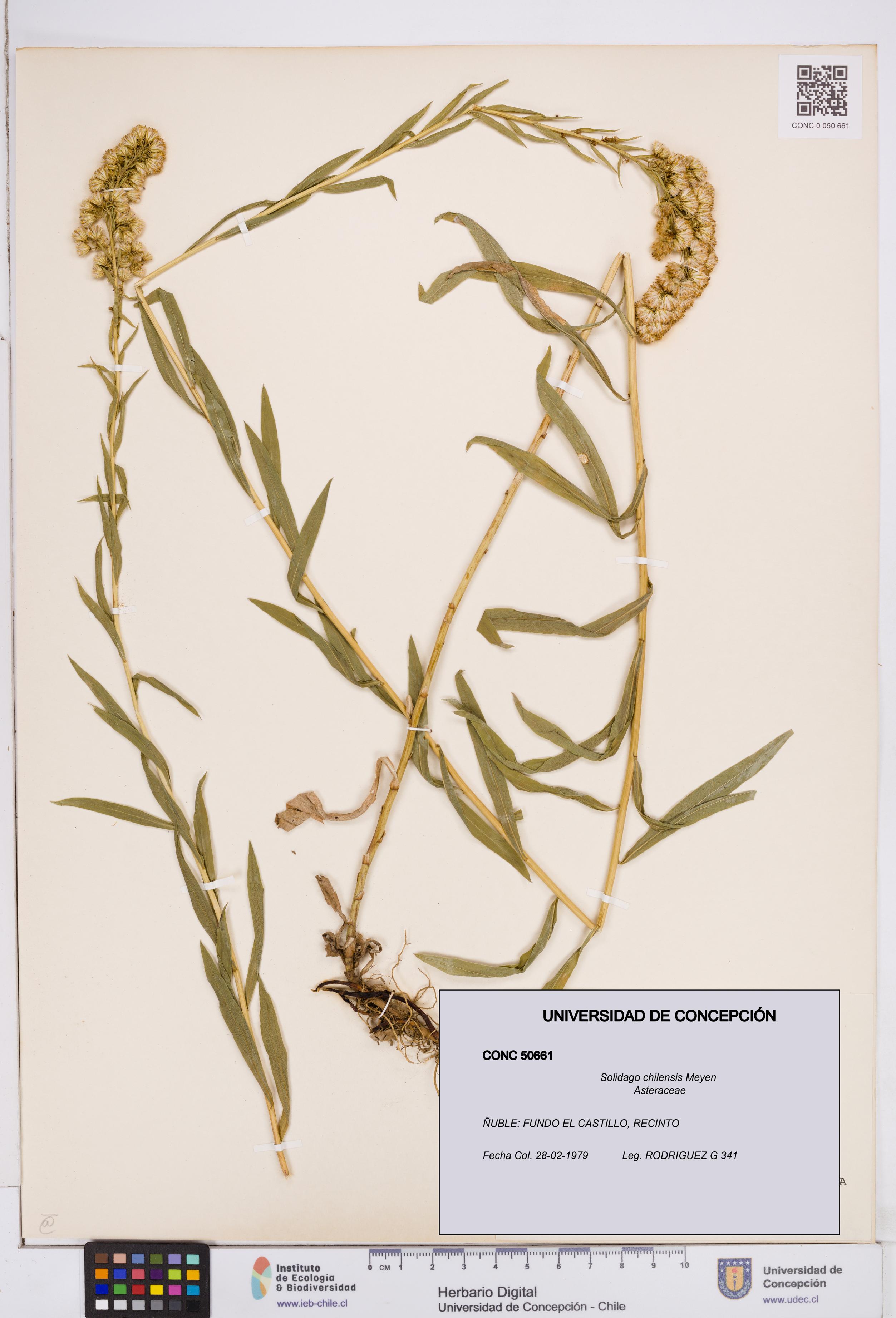 Solidago chilensis [Espécimen: ]