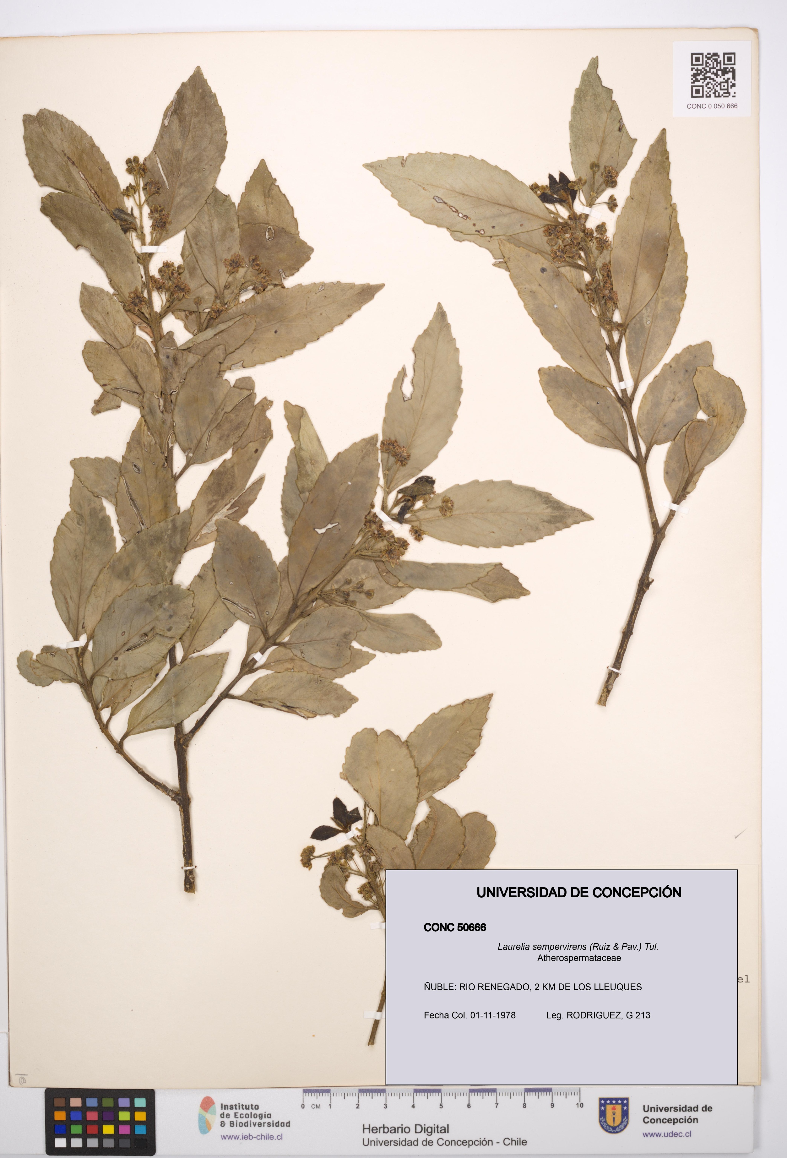 Laurelia sempervirens [Espécimen: UDEC:CONC:0050666]