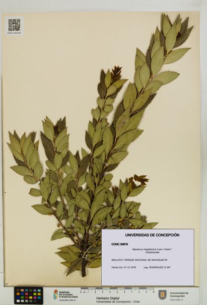 Maytenus magellanica [Espécimen: UDEC:CONC:0050679]