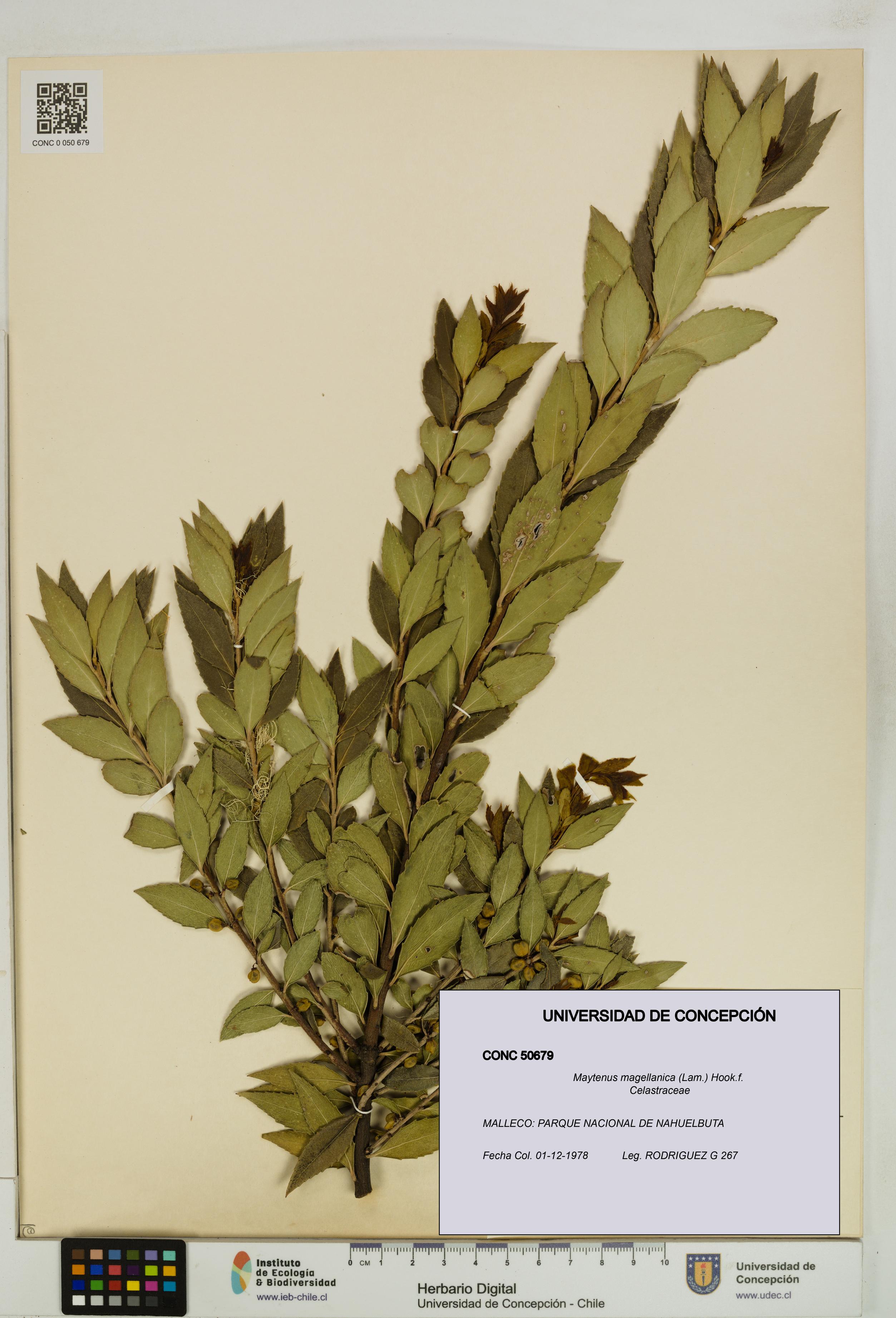 Maytenus magellanica [Espécimen: UDEC:CONC:0050679]