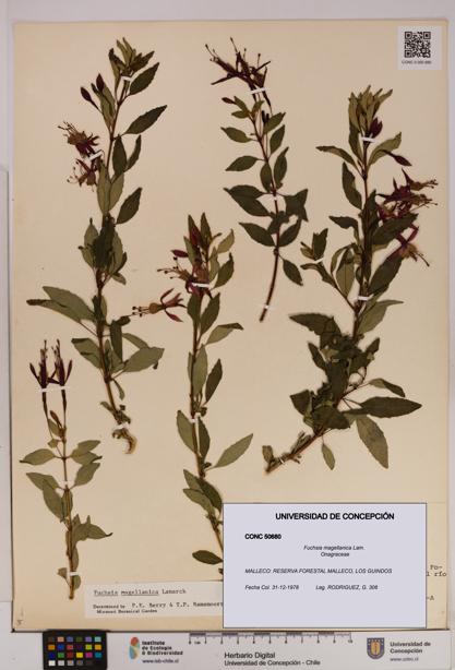 Fuchsia magellanica [Espécimen: UDEC:CONC:0050680]