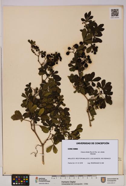 Cissus striata var. striata [Espécimen: UDEC:CONC:0050684]