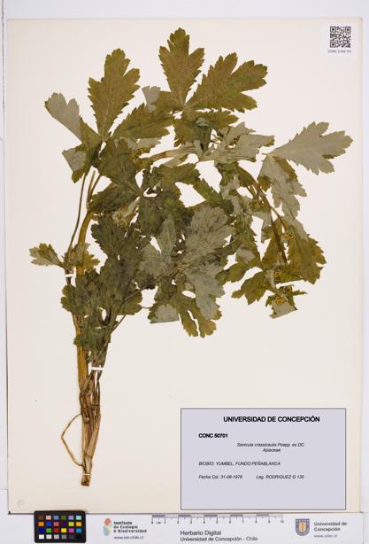 Sanicula crassicaulis [Espécimen: ]