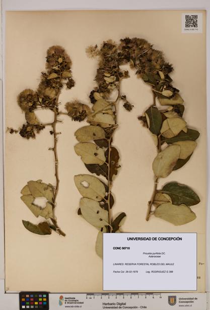 Proustia pyrifolia [Espécimen: UDEC:CONC:0050710]