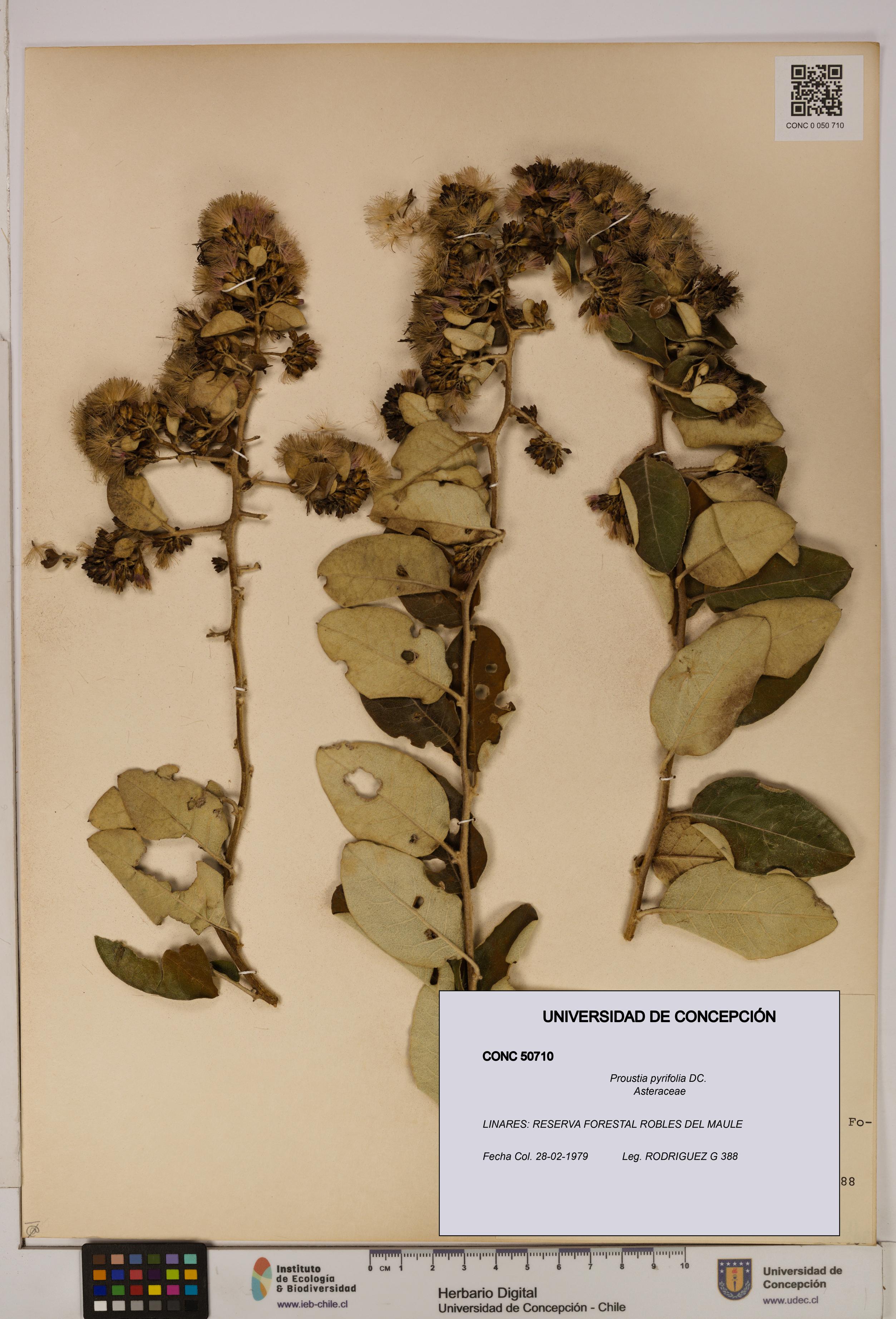 Proustia pyrifolia [Espécimen: UDEC:CONC:0050710]