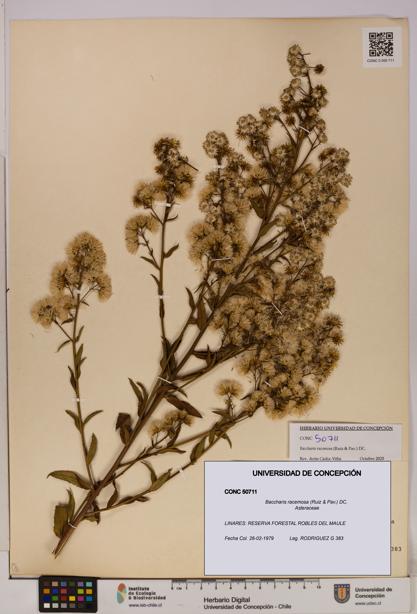 Baccharis racemosa [Espécimen: UDEC:CONC:0050711]