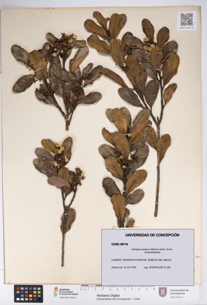 Lithraea caustica [Espécimen: UDEC:CONC:0050716]