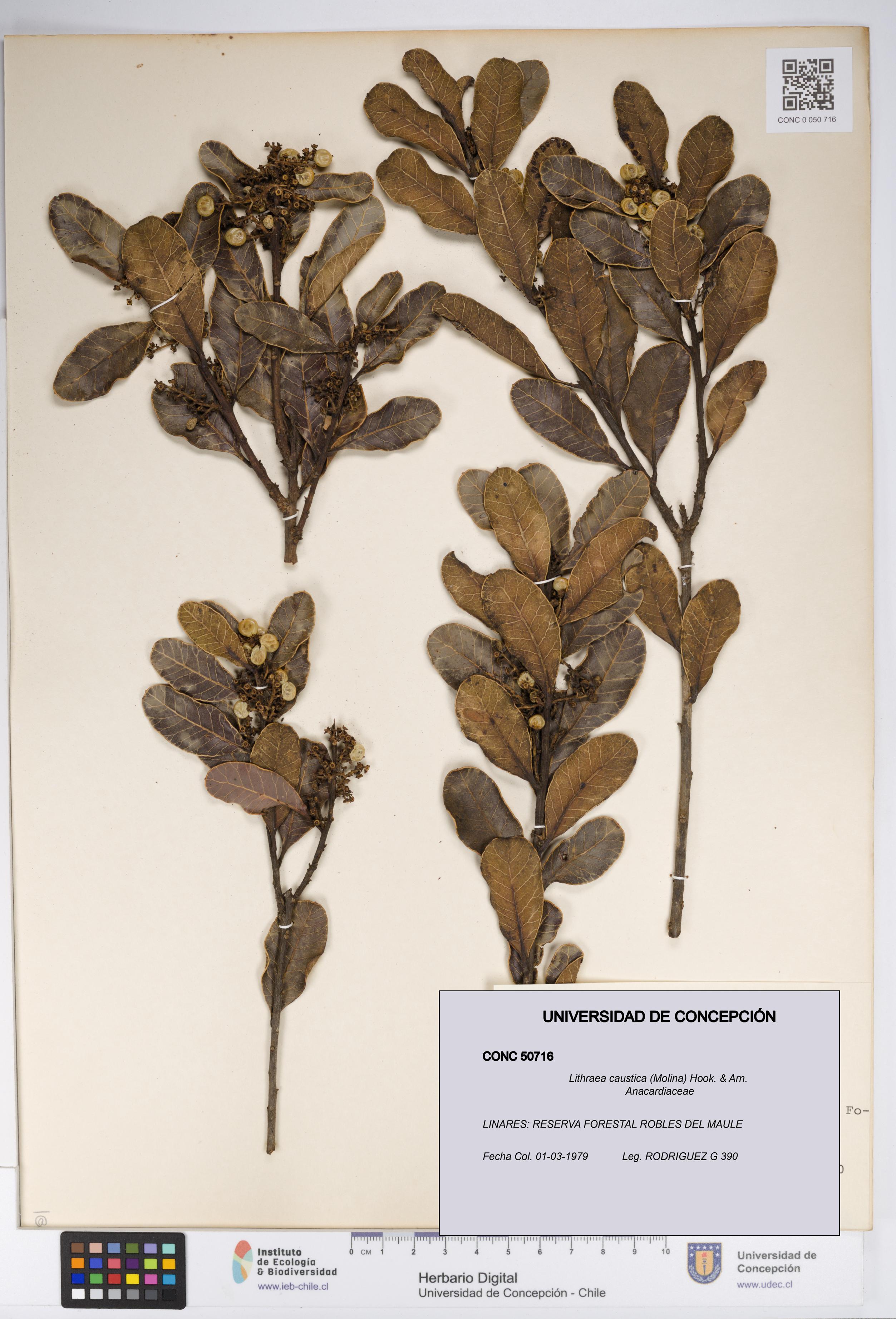 Lithraea caustica [Espécimen: UDEC:CONC:0050716]