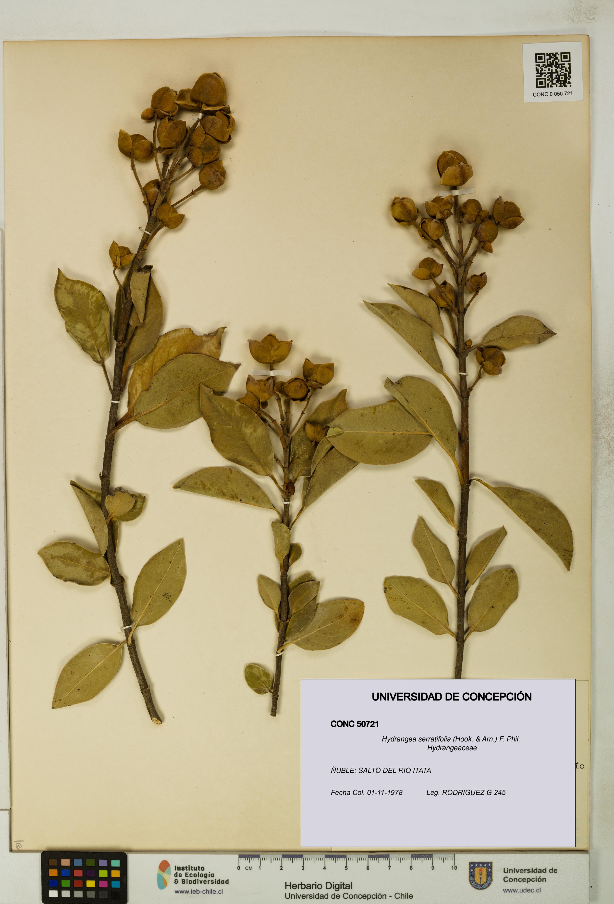 Hydrangea serratifolia [Espécimen: UDEC:CONC:0050721]