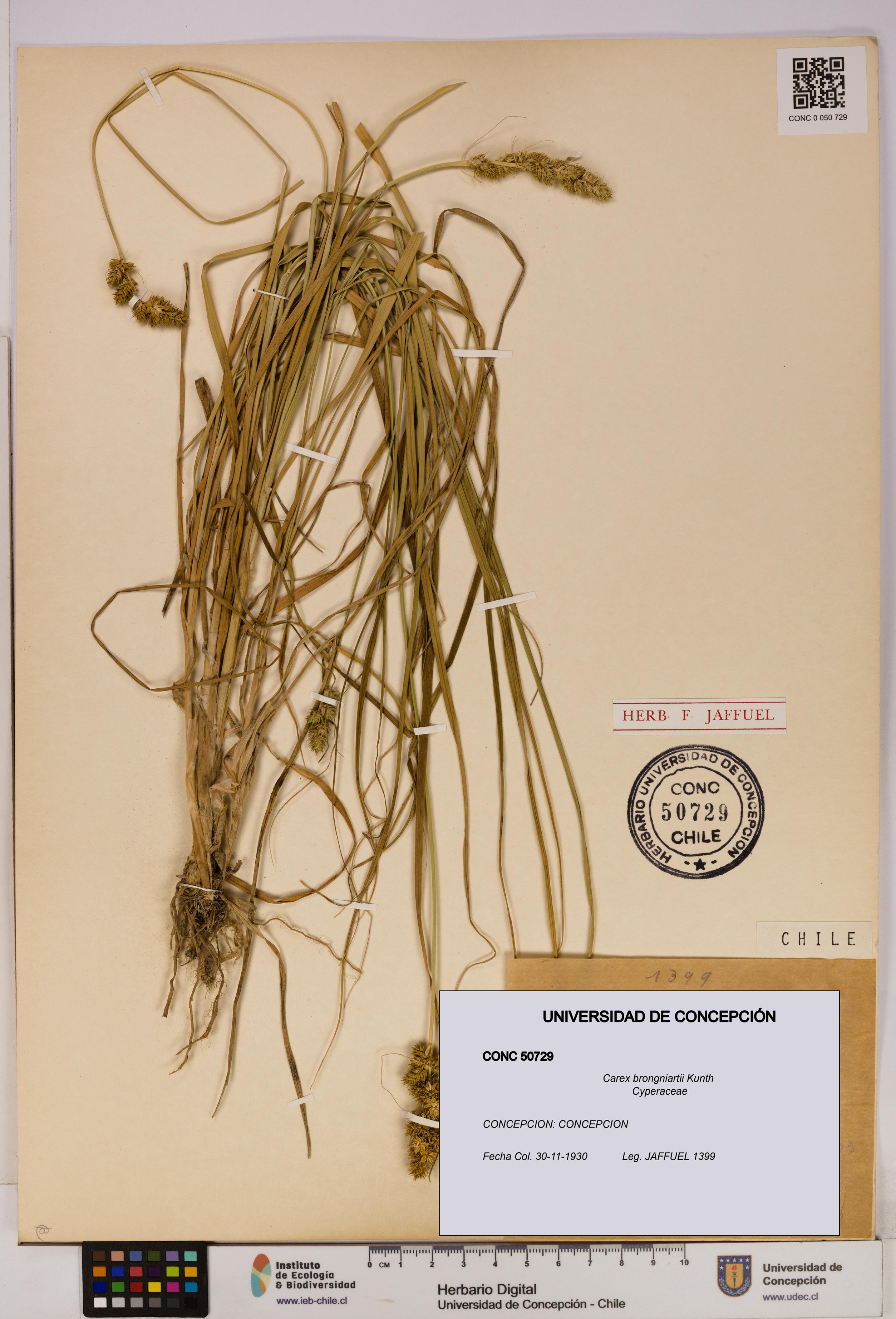 Carex brongniartii [Espécimen: UDEC:CONC:0050729]