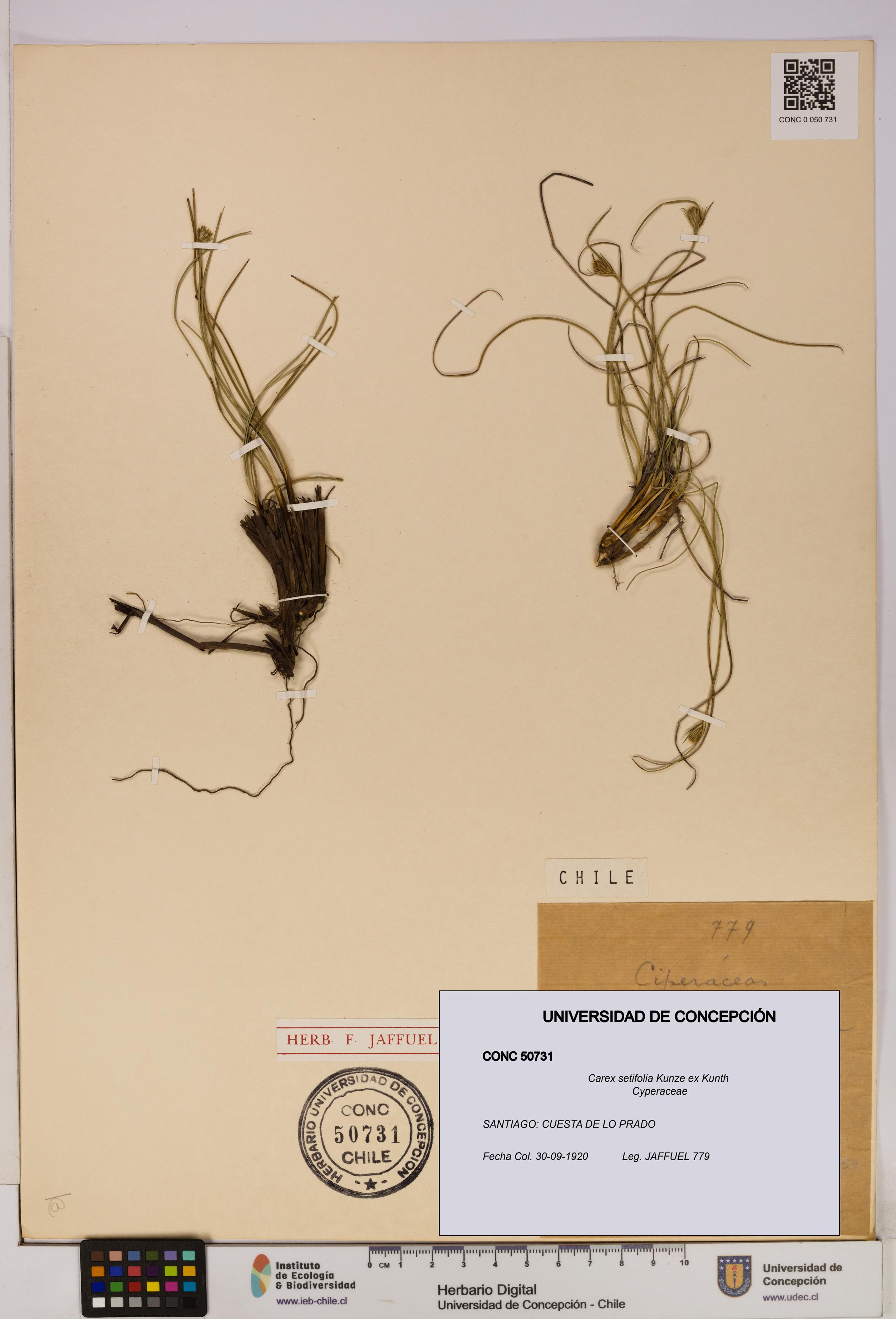 Carex setifolia [Espécimen: UDEC:CONC:0050731]