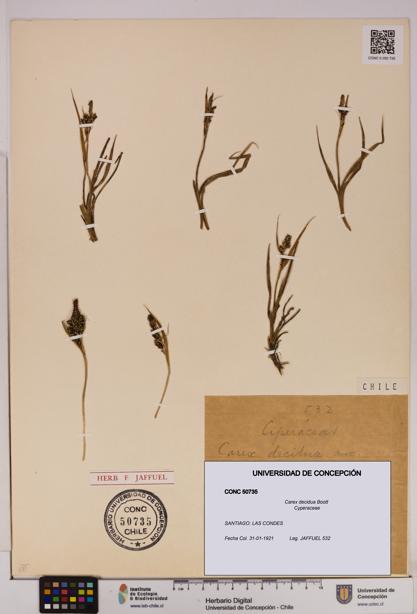 Carex decidua [Espécimen: UDEC:CONC:0050735]
