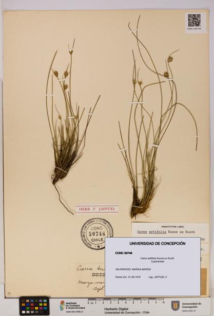 Carex setifolia [Espécimen: UDEC:CONC:0050746]