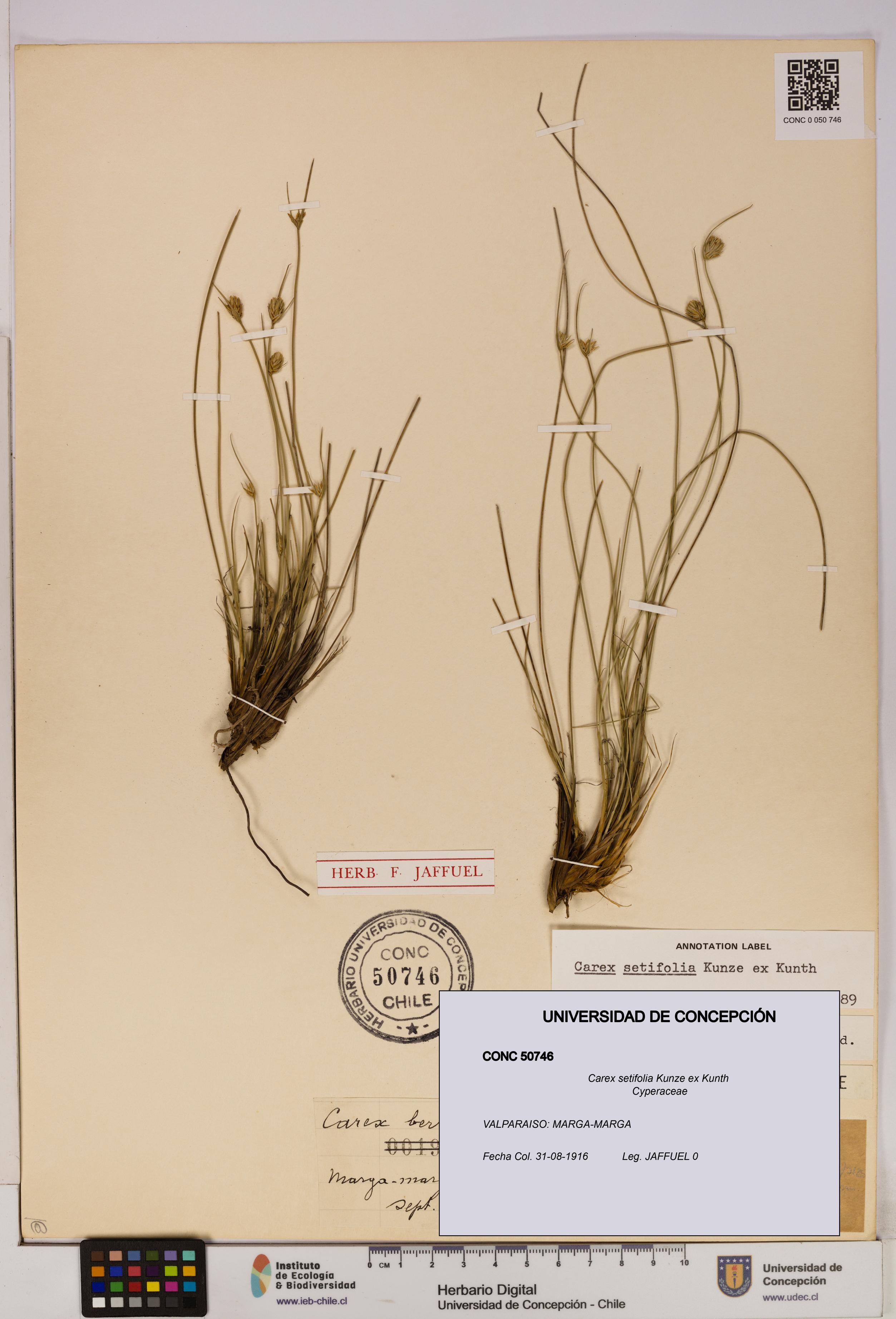 Carex setifolia [Espécimen: UDEC:CONC:0050746]