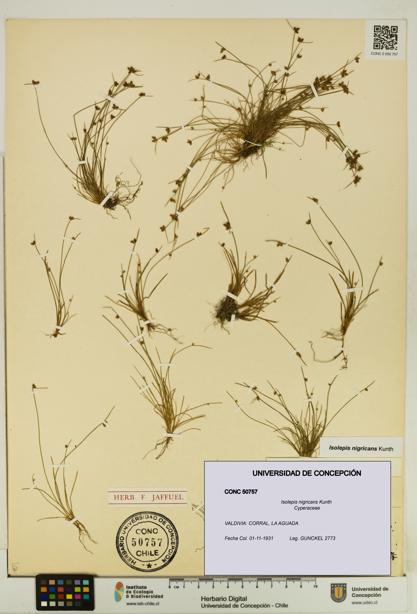 Isolepis nigricans [Espécimen: UDEC:CONC:0050757]