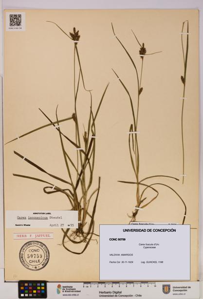 Carex fuscula [Espécimen: UDEC:CONC:0050759]