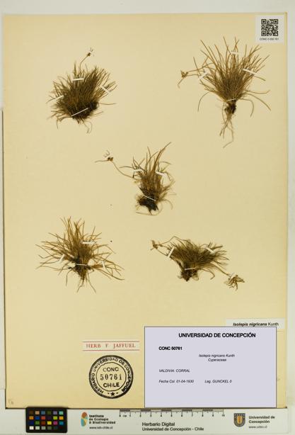 Isolepis nigricans [Espécimen: UDEC:CONC:0050761]