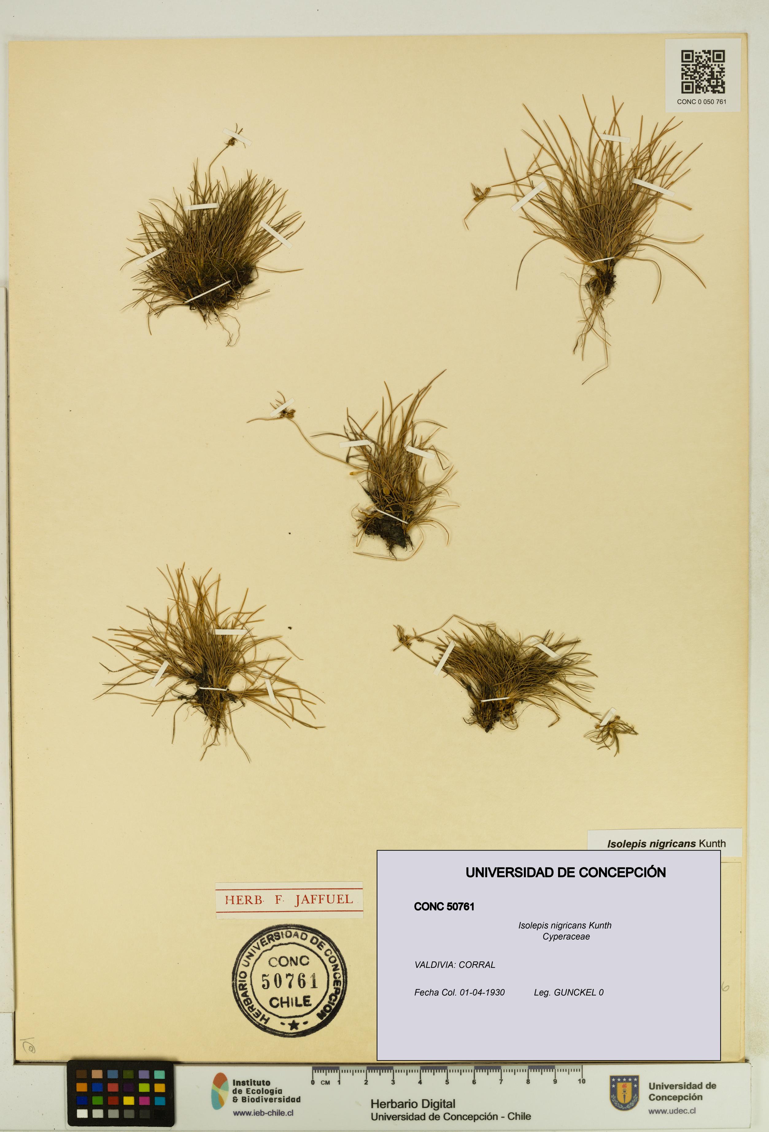 Isolepis nigricans [Espécimen: UDEC:CONC:0050761]