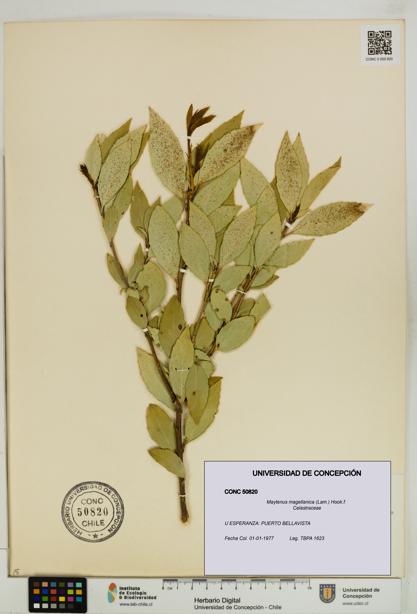 Maytenus magellanica [Espécimen: UDEC:CONC:0050820]