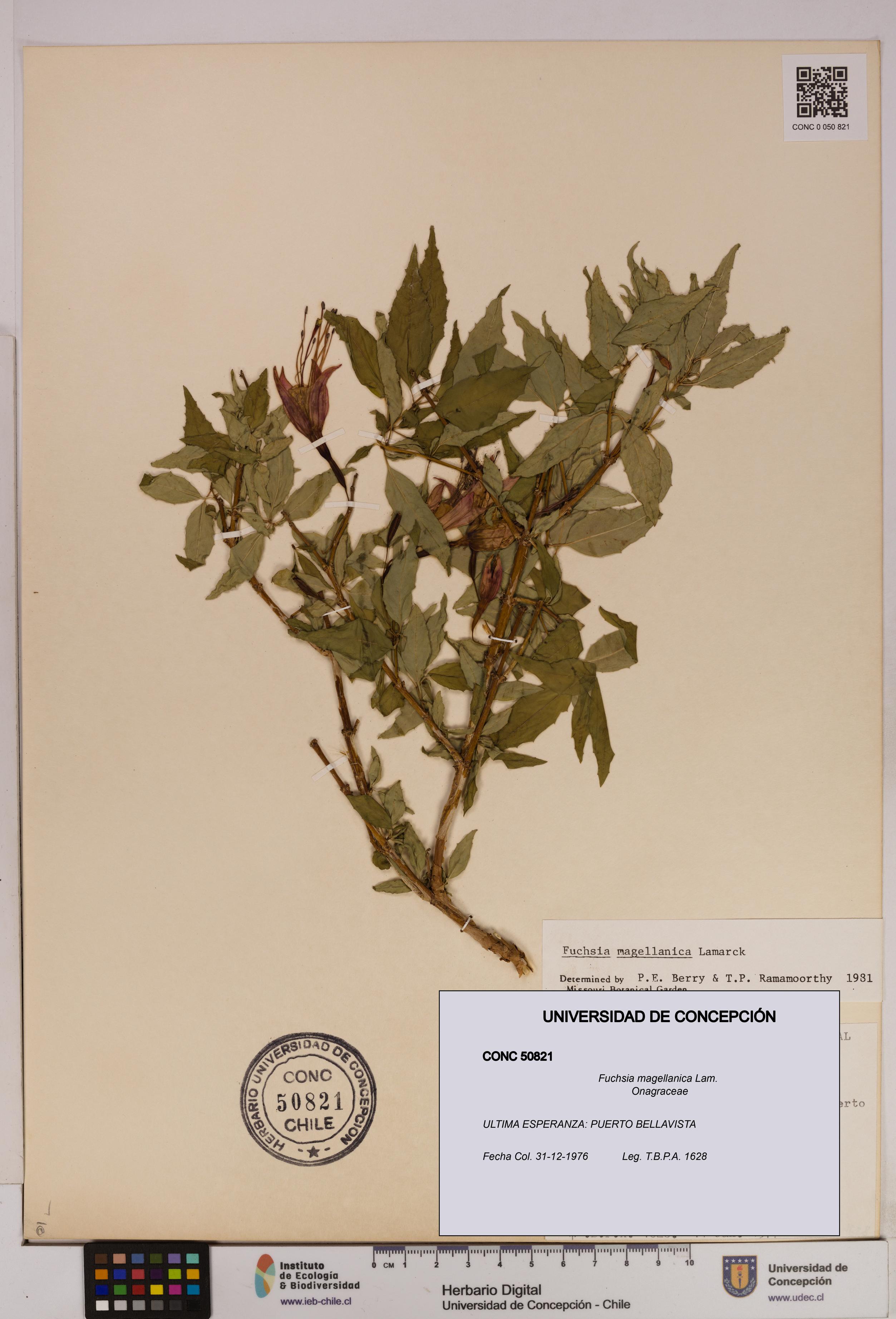 Fuchsia magellanica [Espécimen: UDEC:CONC:0050821]