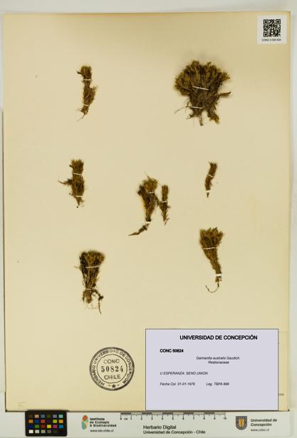 Gaimardia australis [Espécimen: UDEC:CONC:0050824]