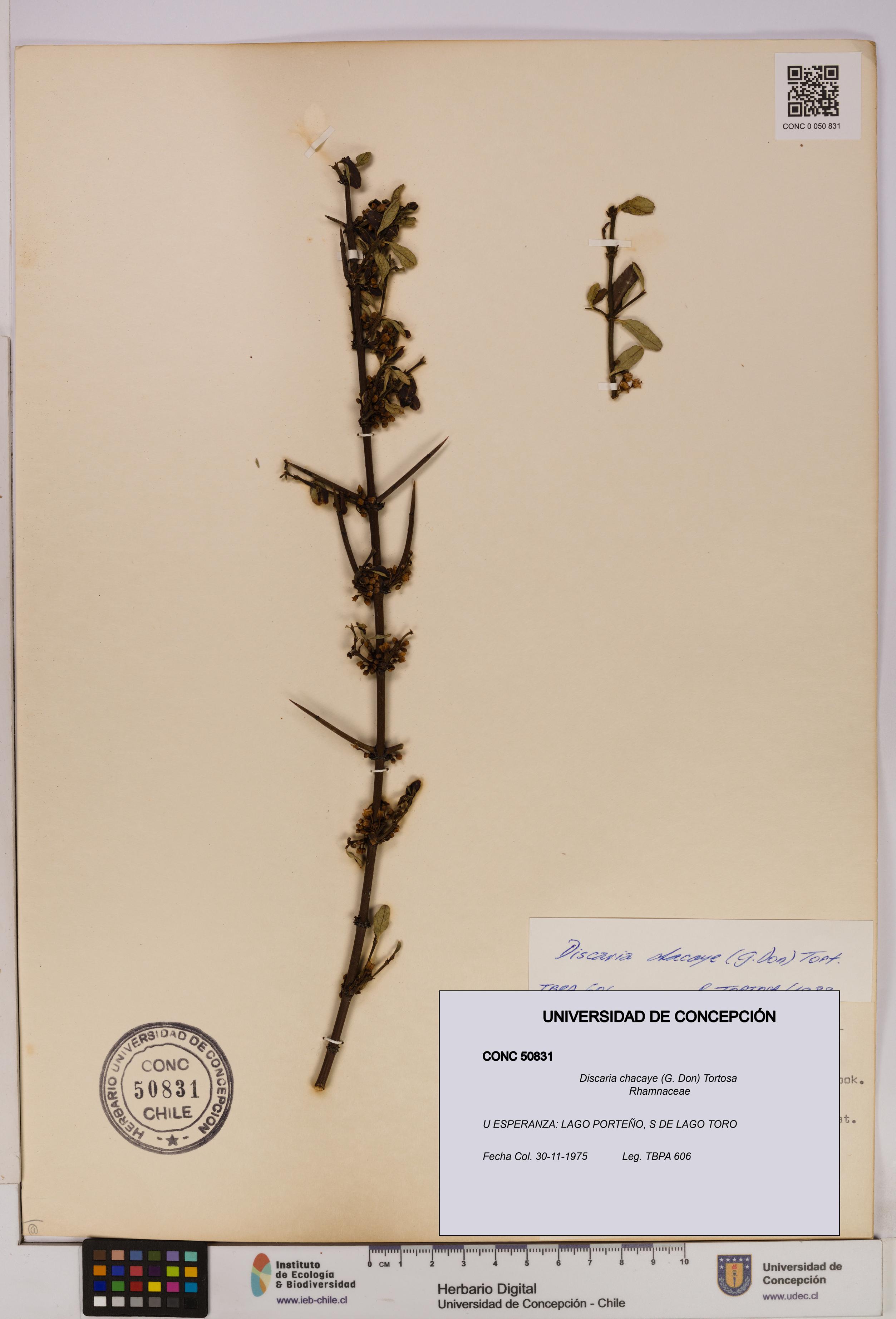 Discaria chacaye [Espécimen: UDEC:CONC:0050831]