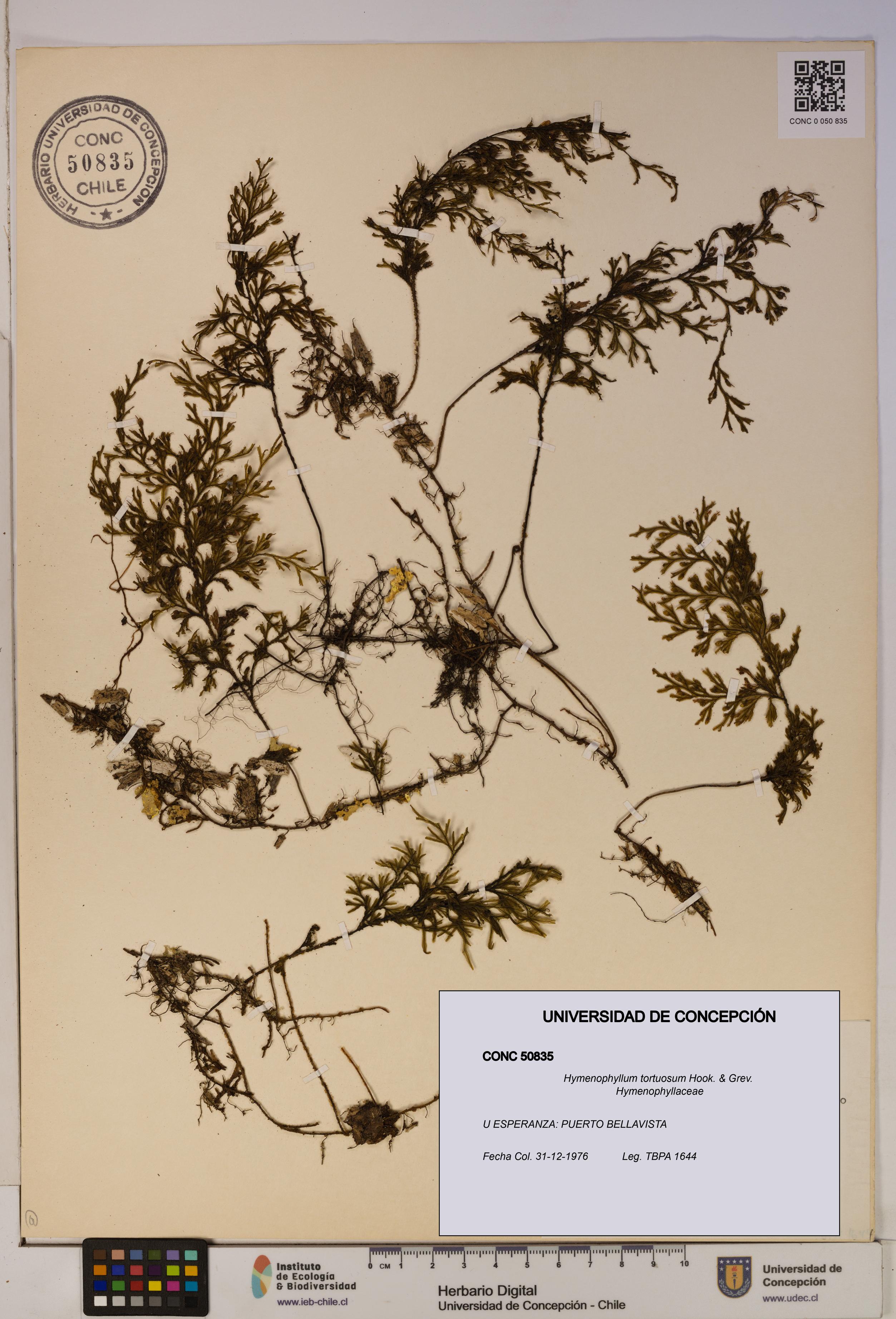 Hymenophyllum tortuosum [Espécimen: ]