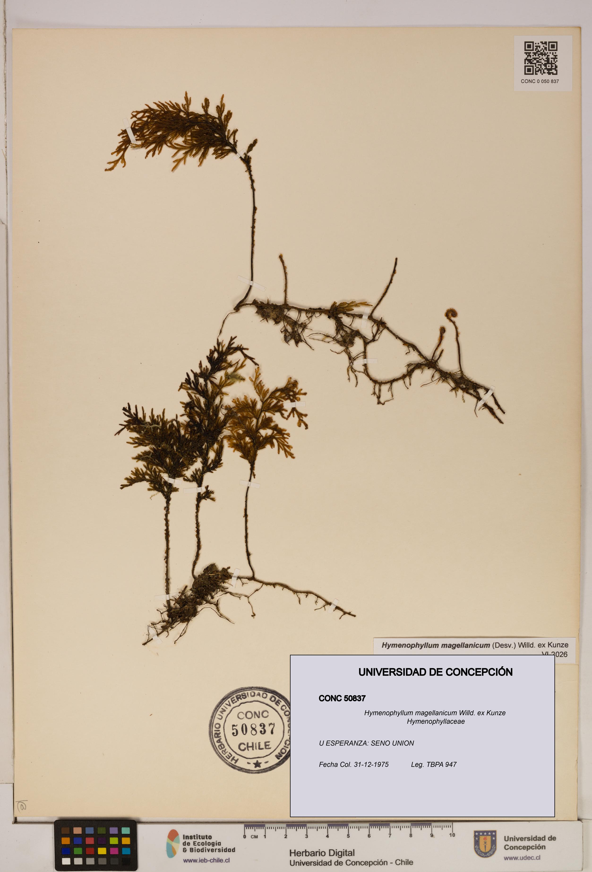 Hymenophyllum magellanicum [Espécimen: ]