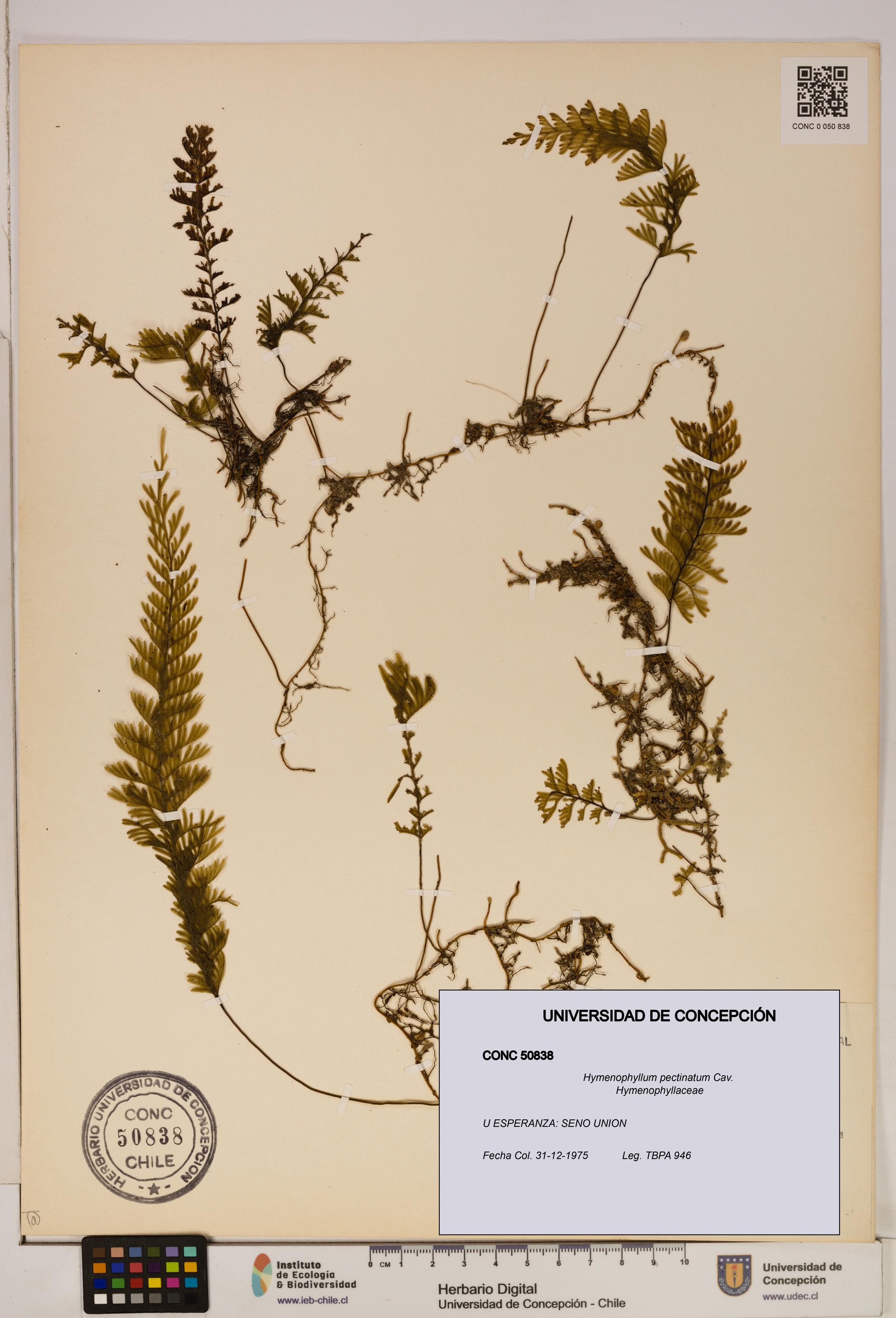 Hymenophyllum pectinatum [Espécimen: ]