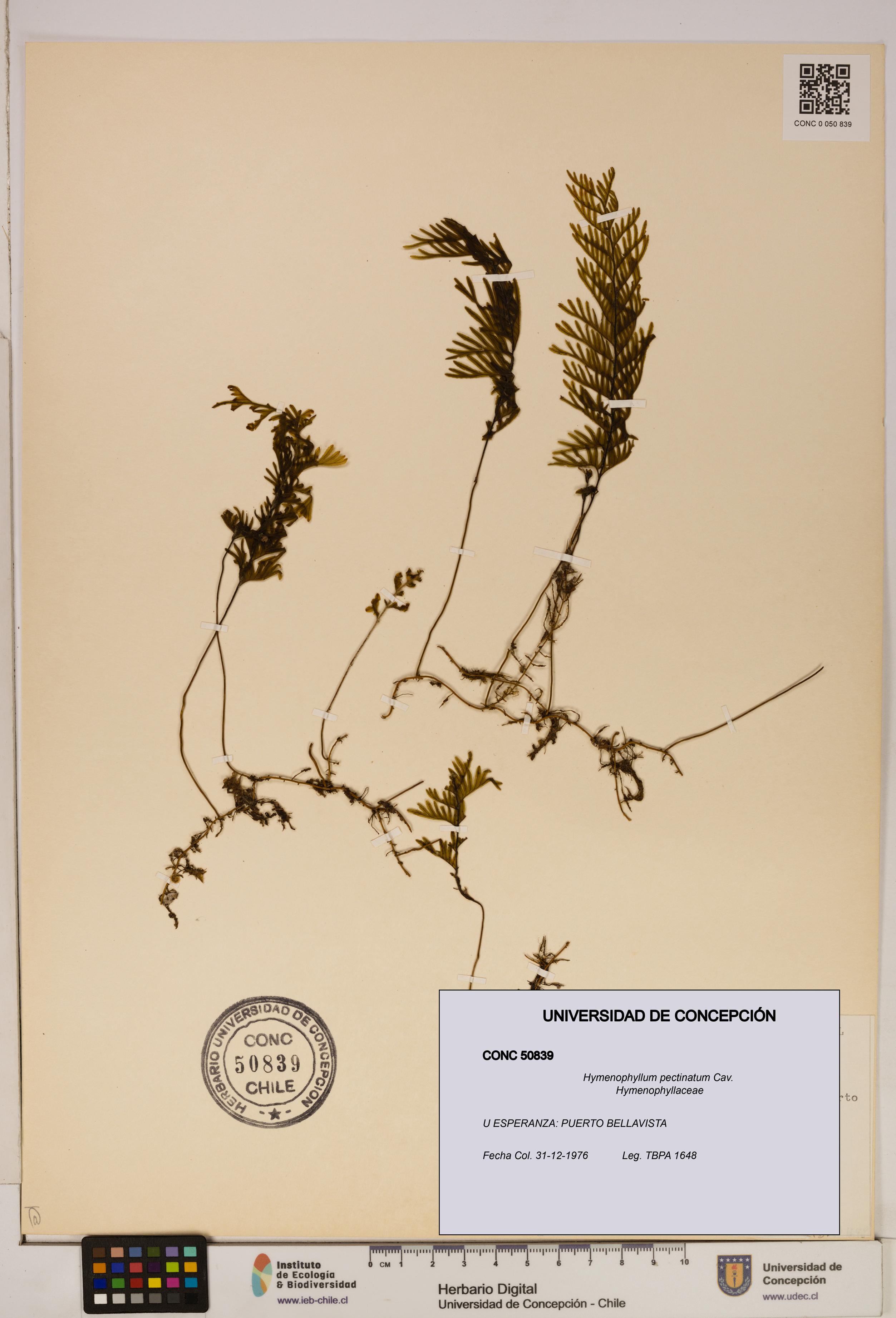 Hymenophyllum pectinatum [Espécimen: ]