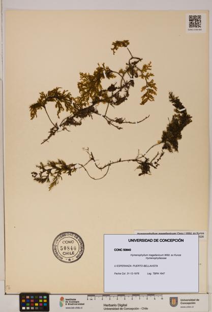 Hymenophyllum magellanicum [Espécimen: ]