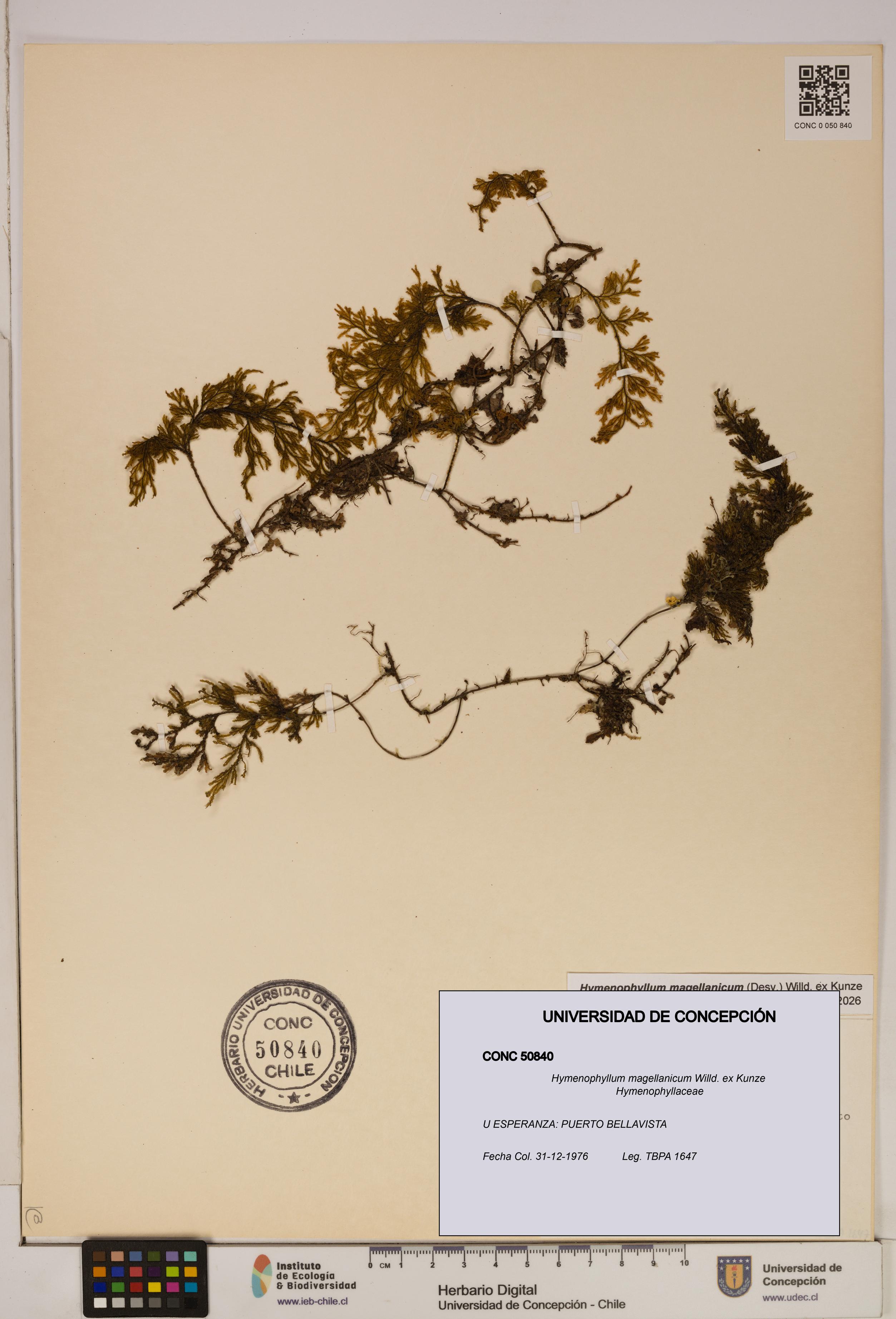Hymenophyllum magellanicum [Espécimen: ]