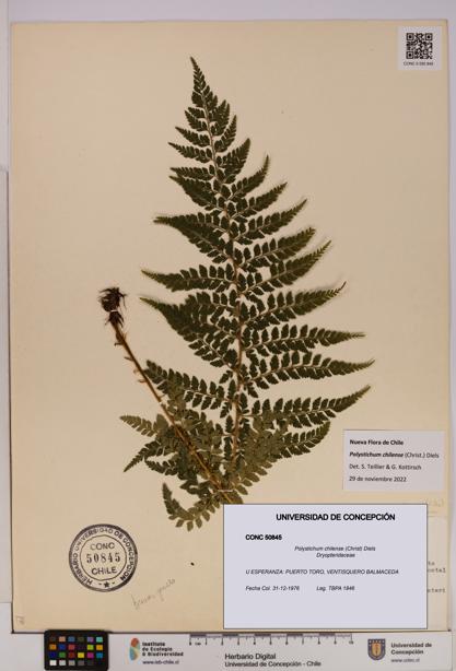 Polystichum chilense [Espécimen: UDEC:CONC:0050845]