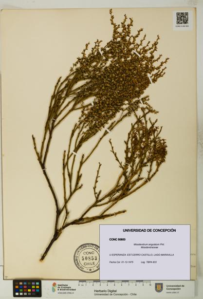 Misodendrum angulatum [Espécimen: UDEC:CONC:0050853]