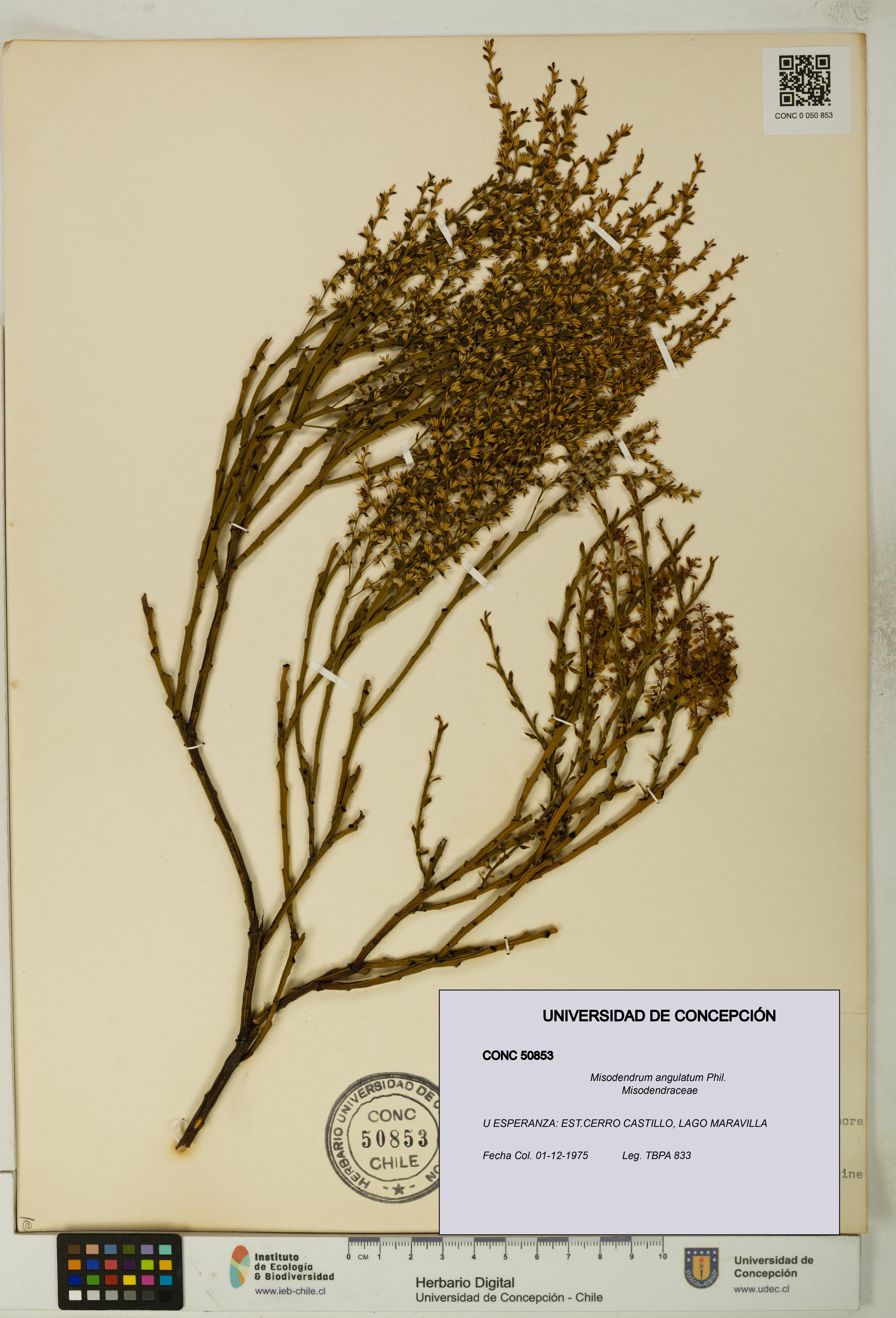 Misodendrum angulatum [Espécimen: UDEC:CONC:0050853]