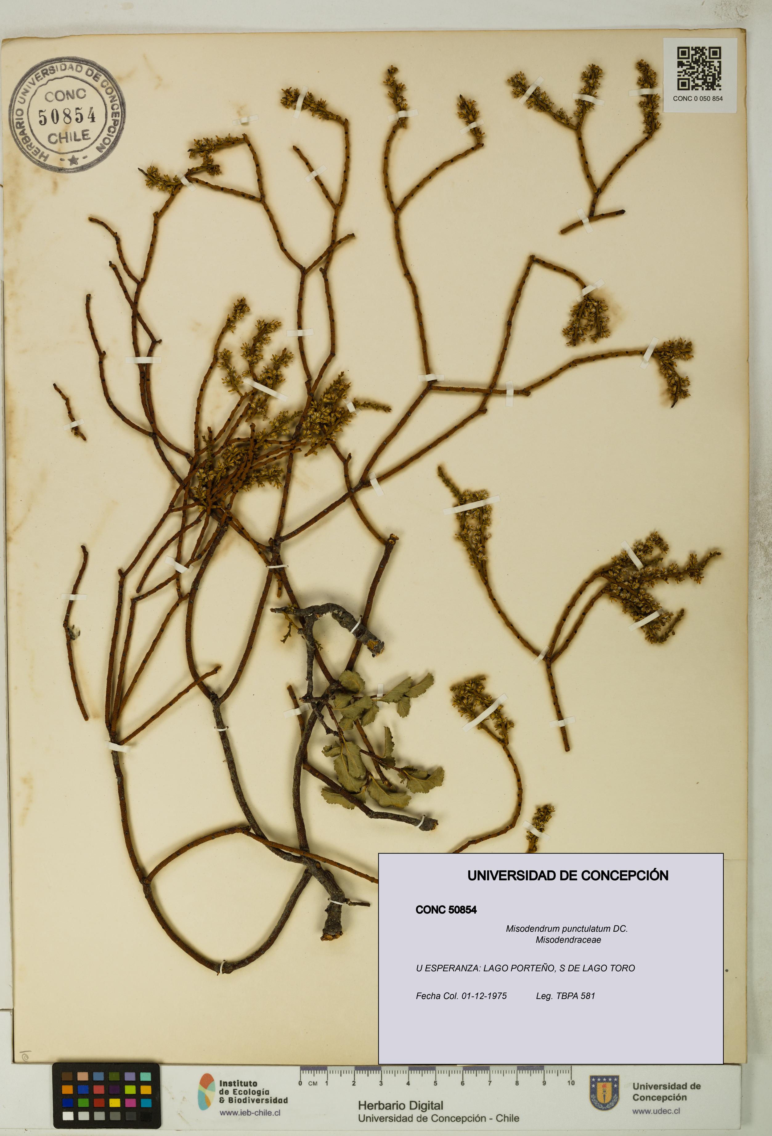Misodendrum punctulatum [Espécimen: UDEC:CONC:0050854]